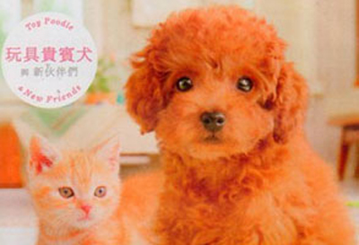 【游戏·3DS】任天猫狗：玩具贵宾犬与新伙伴