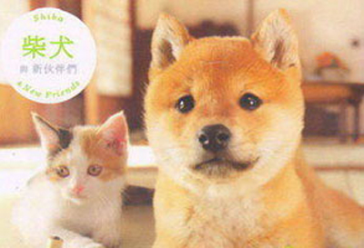【游戏·3DS】任天猫狗：柴犬与新伙伴